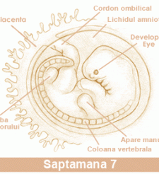 A 7-a saptamana de sarcina - A 7-a saptamana de sarcina A 7-a saptamana de sarcina